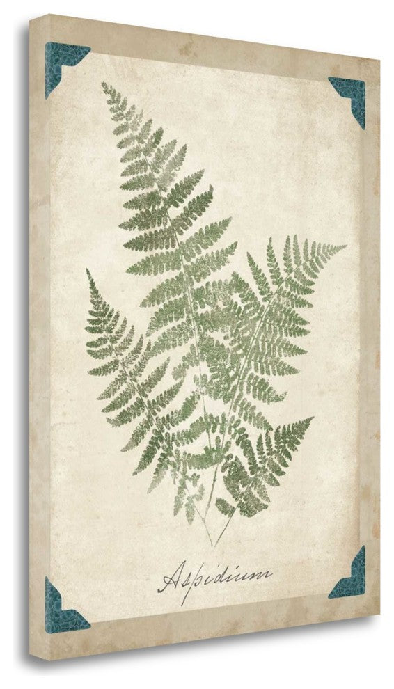 "Vintage Ferns IX" By Wild Apple Portfolio, Giclee Print on Gallery Wrap Canvas