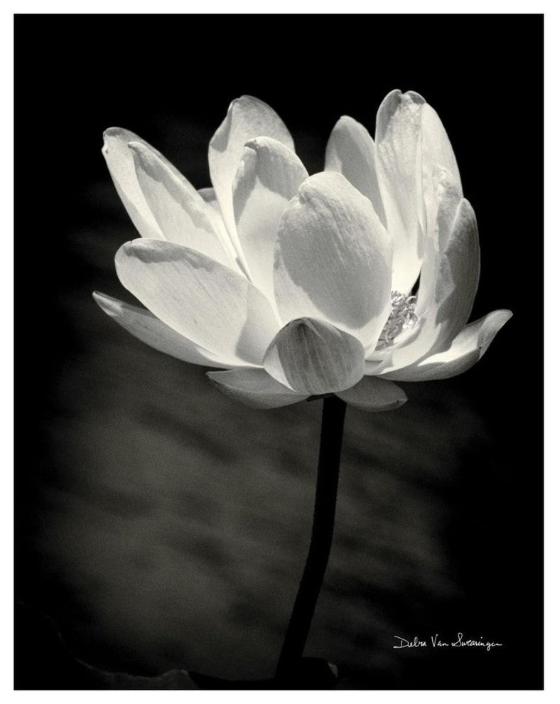 "Lotus Flower X" Digital Paper Print by Debra Van Swearingen, 30"x37"