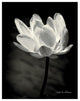 "Lotus Flower X" Digital Paper Print by Debra Van Swearingen, 30"x37"
