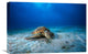 "Green Turtle In The Blue" Stretched Canvas Giclee by Barathieu Gabriel, 22x15"