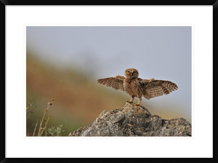 "I Can Fly!!!!!!" Framed Digital Print by Muayad Amer, 32x24"
