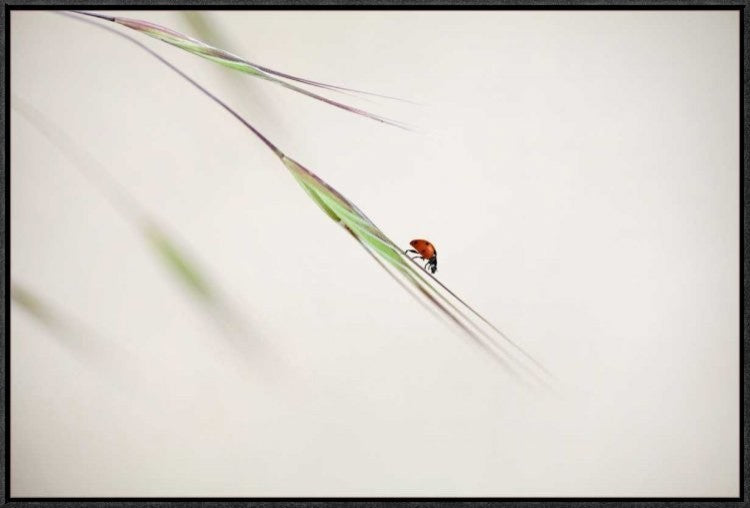 "Untitled" Framed Canvas Giclee by Anna Cseresnjes, 31x21"