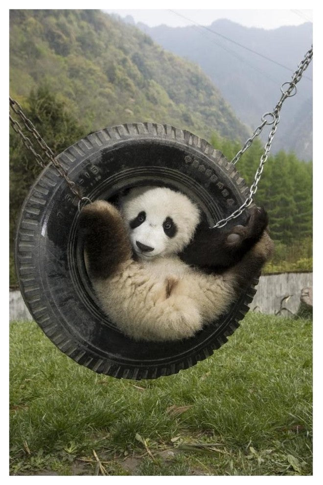 "Giant Panda cub playing in swing, Wolong Nature Reserve" Paper Art, 42"x62"