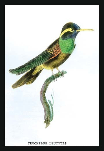 Hummingbird: Trochilus Leucotis - Fine Art Giclee Print 24" x 36"