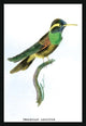 Hummingbird: Trochilus Leucotis - Fine Art Giclee Print 24" x 36"