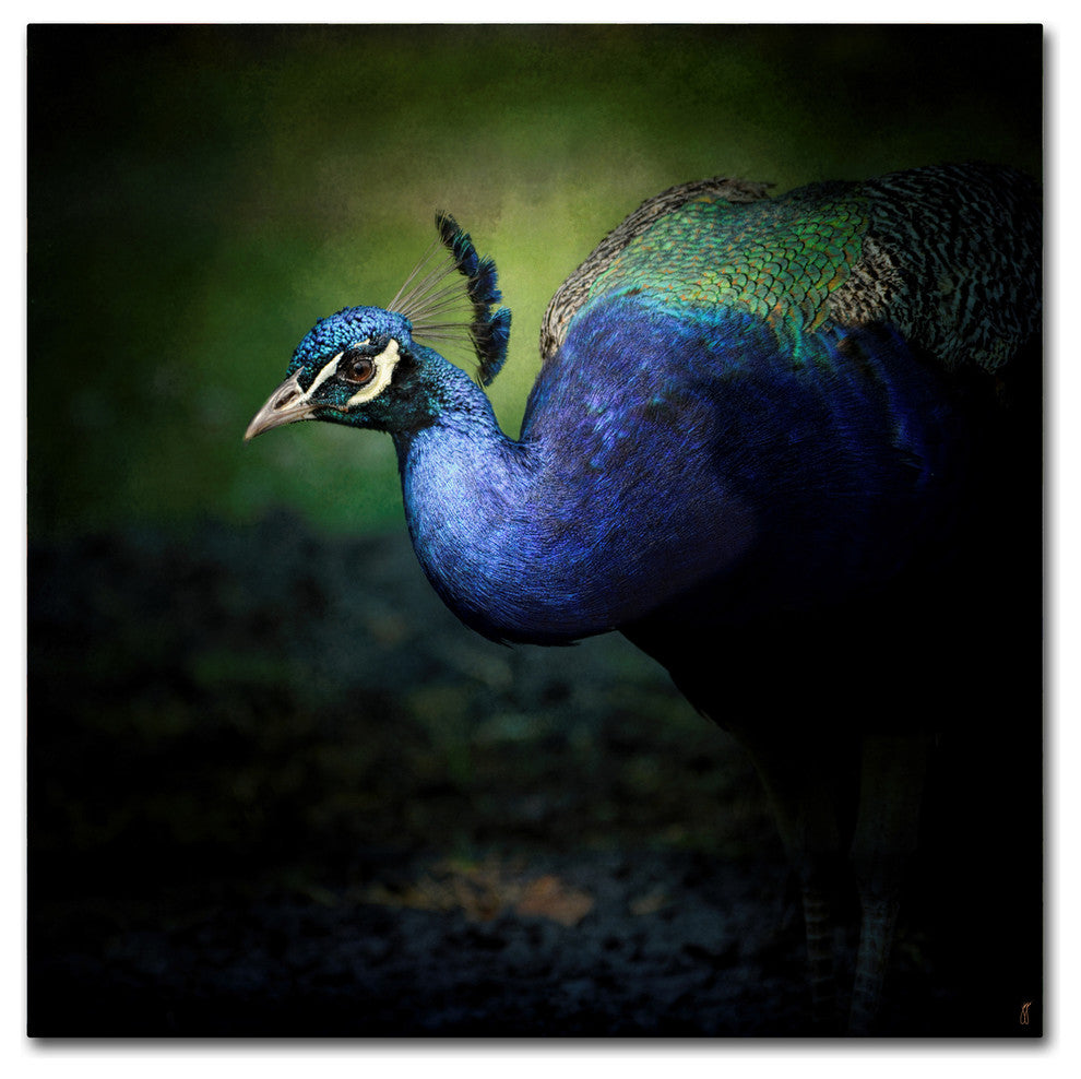 Jai Johnson 'Peacock 1' Canvas Art, 24 x 24