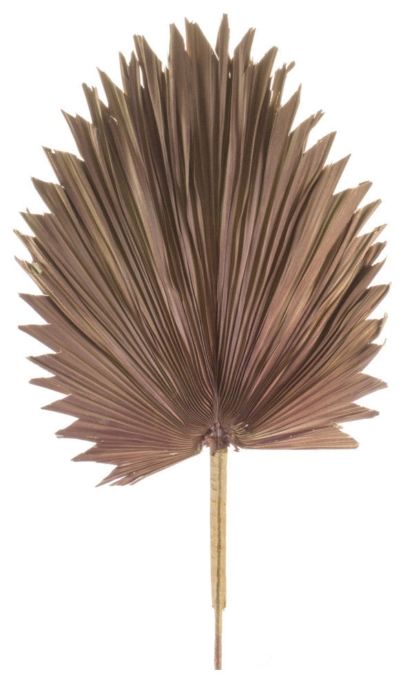 Fan Palm Leaf, 6-Piece Set