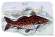 Pimelodus Arekaima- Fine Art Giclee Print 24" x 36"