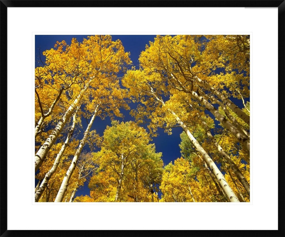 Aspen Grove In Fall Colors, Maroon Bells, Snowmass Wilderness, Colorado, 30"x24"