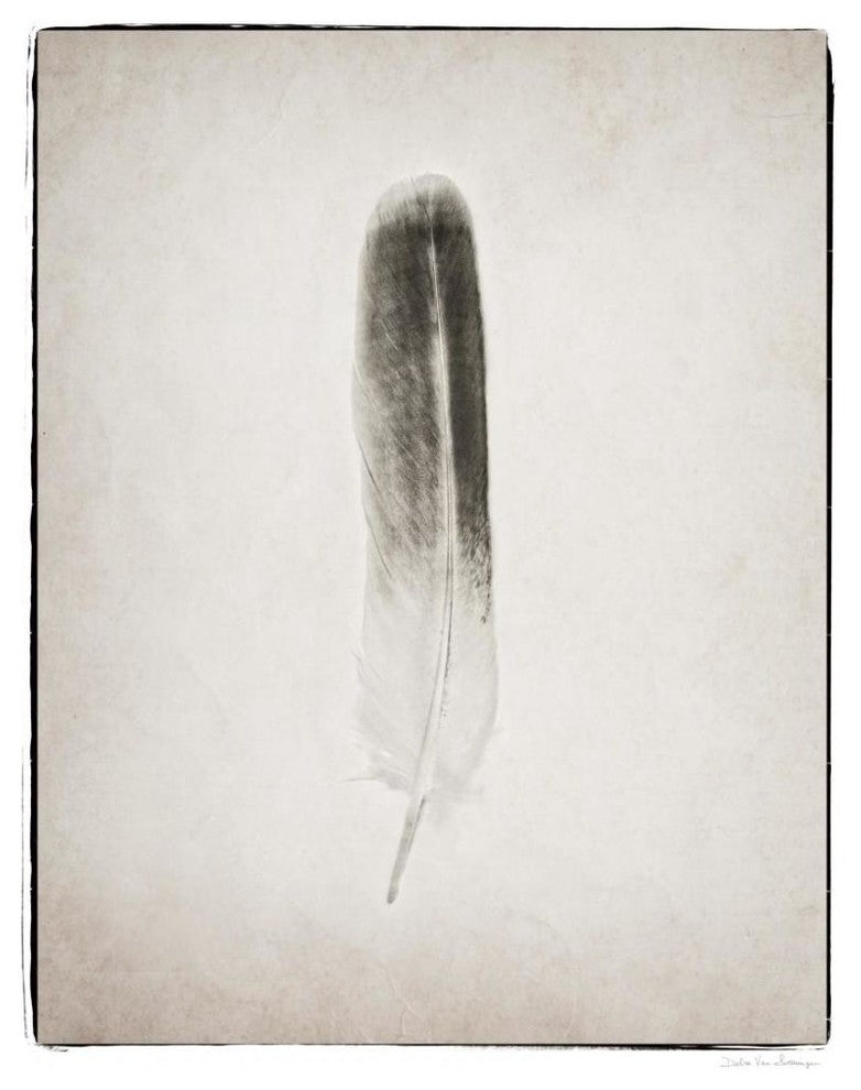 "Feather II - BW" Digital Paper Print by Debra Van Swearingen, 22"x26"