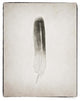 "Feather II - BW" Digital Paper Print by Debra Van Swearingen, 22"x26"