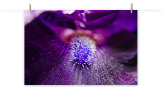 Eye of Iris Nature Photography, Floral Unframed Wall Art Print, 11" X 14"