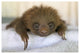 "Hoffmann's 2-toed Sloth baby, Aviarios Sloth Sanctuary" Paper Art, 32"x22"