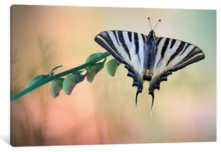 "Chupa Leche" by Jimmy Hoffman, 40x26x1.5