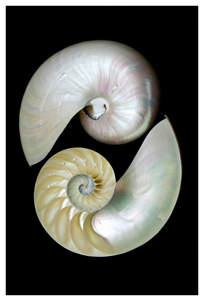 "Caracol" Frameless Free Floating Tempered Art Glass Wall Art 32 x 48"