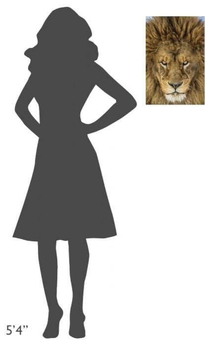 "Serious Lion" Stretched Canvas Giclee by Mike Centioli, 12x18"