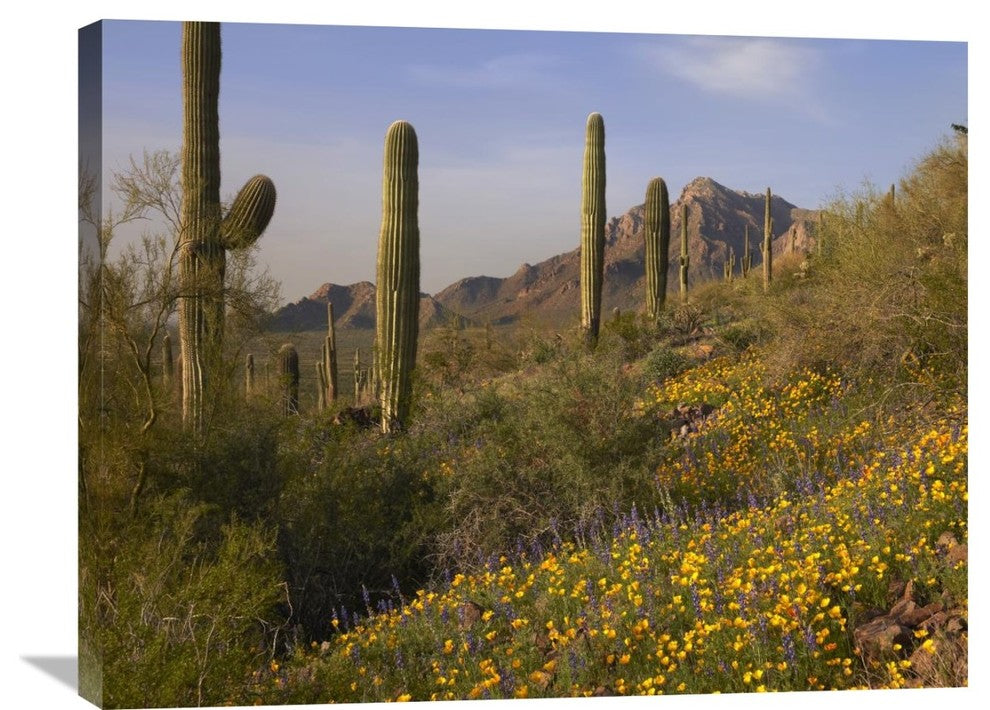 "Saguaro Cacti And California Poppy Field,Picacho Peak  Park, Arizona" Artwork