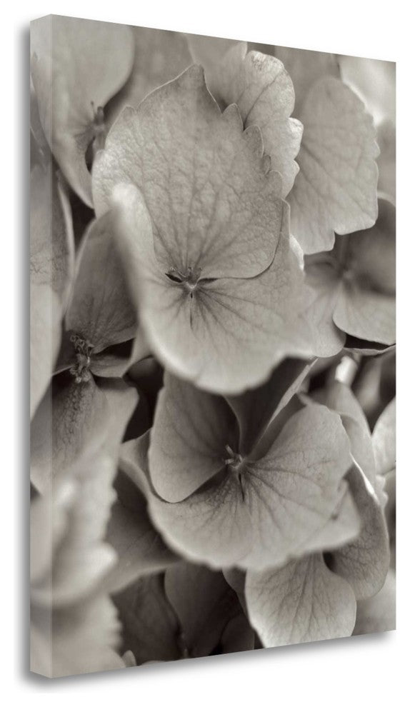 "Florison - 1" By Alan Blaustein, Giclee Print on Gallery Wrap Canvas