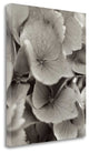 "Florison - 1" By Alan Blaustein, Giclee Print on Gallery Wrap Canvas