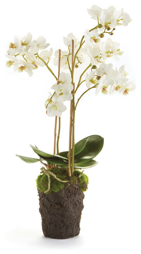 Phalaenopsis 20" Drop-In White