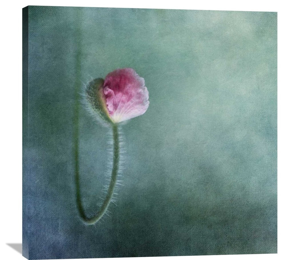 "Trust" Stretched Canvas Giclee by Priska Wettstein, 36x36"