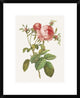 "Rosa Centrifolia Foliacea" Framed Digital Print by Pierre Redoute, 20"x24"