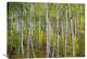 "Aspen Trees In Fall, Colorado" Artwork, 32" x 24"