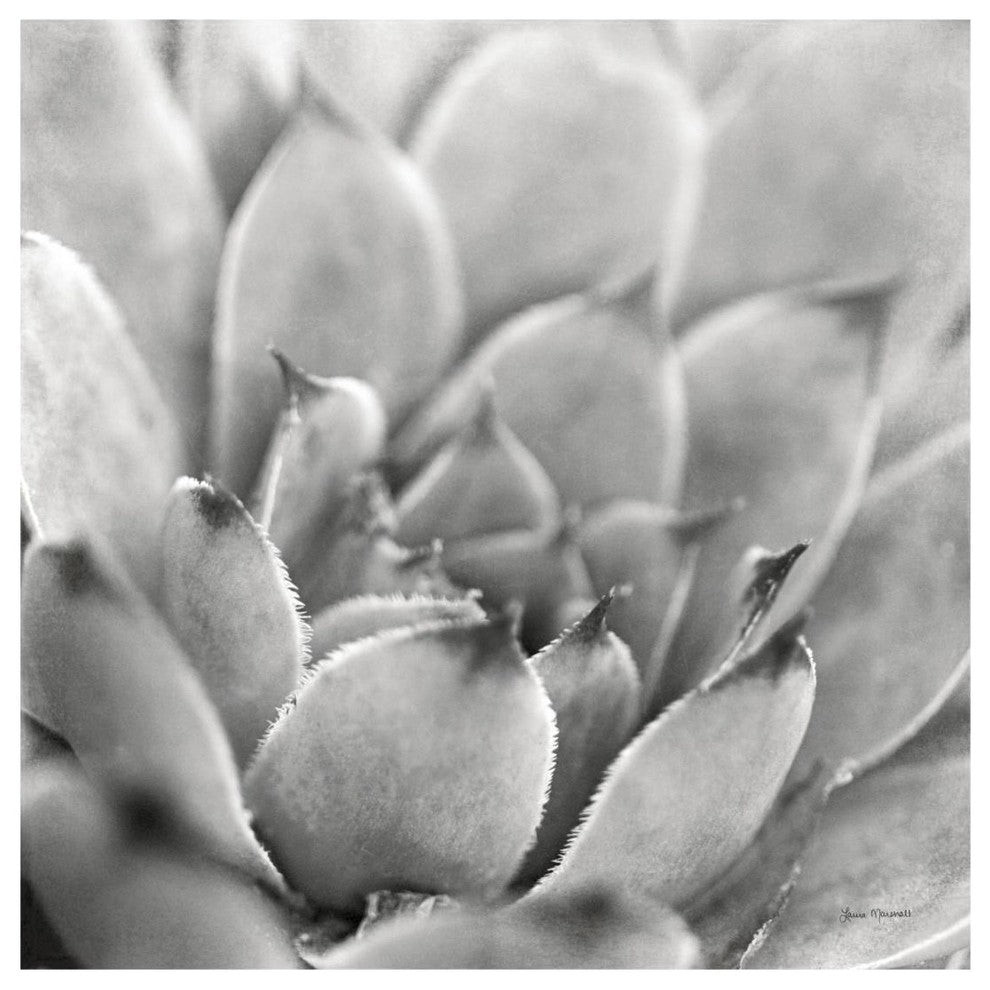 "Garden Succulent I" Digital Paper Print by Laura Marshall, 20"x20"