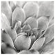 "Garden Succulent I" Digital Paper Print by Laura Marshall, 20"x20"