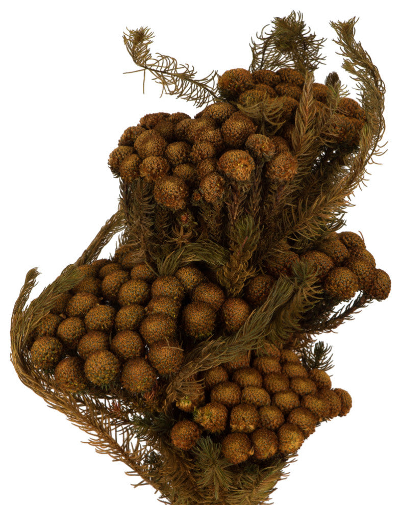 Brunia Stem Bundles, Preserved , Autumn, 12-16"