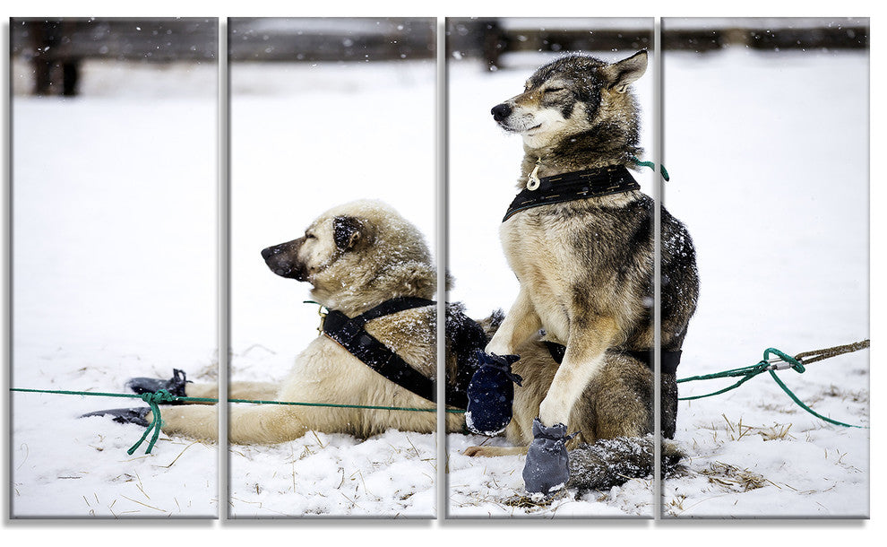 Large Sled Dogs Relaxing, Oversized Animal Wall Art, 48"x28", 4 Panels