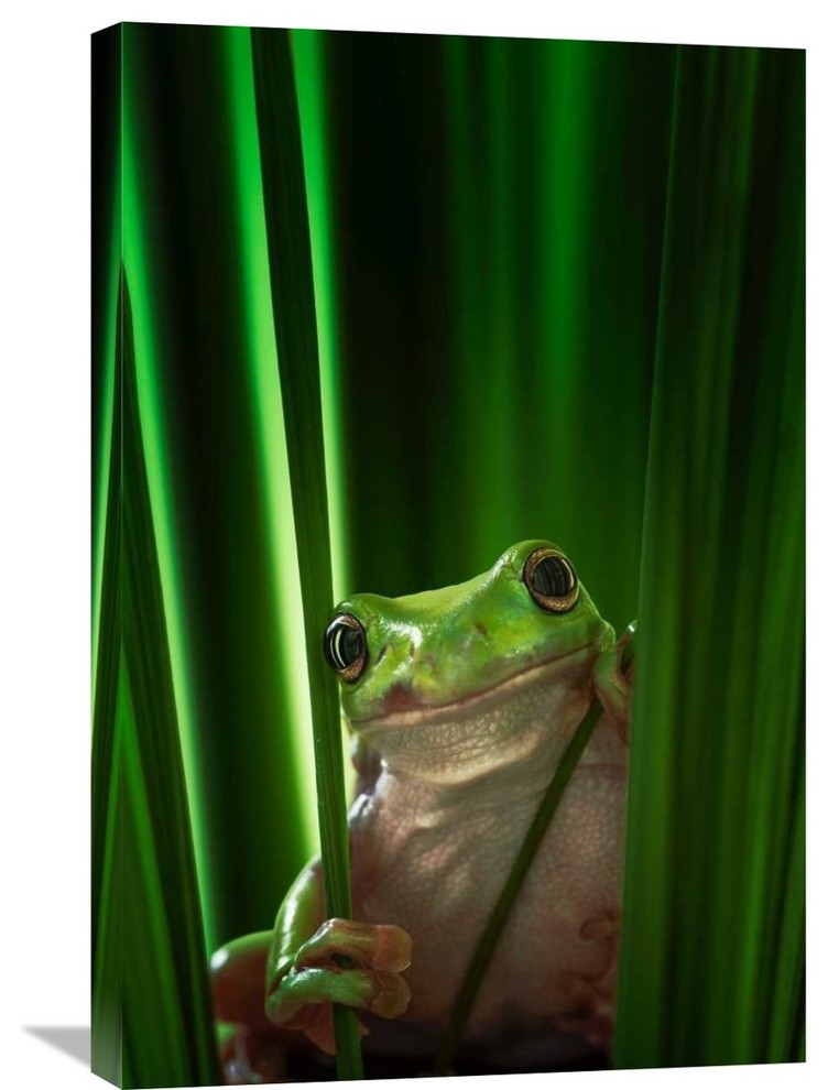 "Green Frog" Stretched Canvas Giclee by Ahmad Gafuri, 20x30"