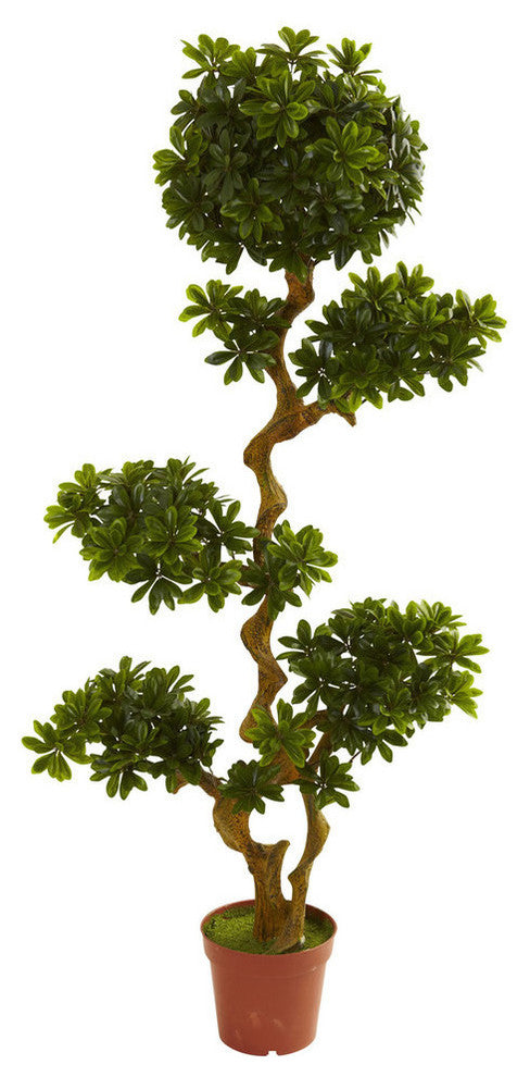 5' Indoor and Outdoor Pittispourm, UV Resistant