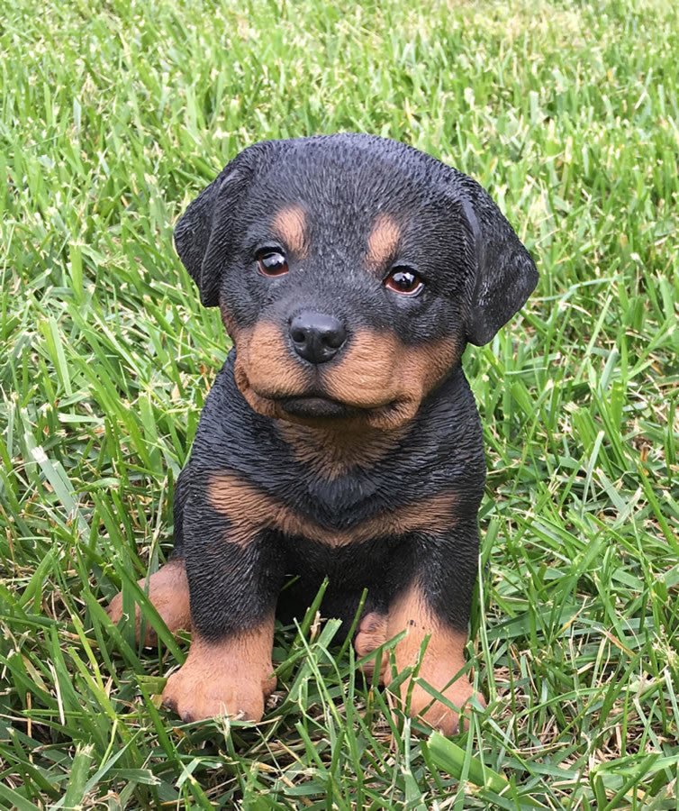 Realistic Rottweiler Puppy Dog Garden Statue