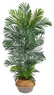 T2929 5 Areca Palm Tree in Boho Chic Handmade Gray Woven Planter UV Resistant