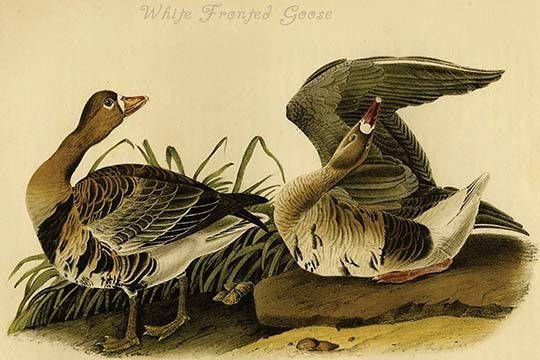 White Fronted Goose - Gallery Wrapped Canvas Art 28" x 42"