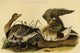 White Fronted Goose - Gallery Wrapped Canvas Art 28" x 42"