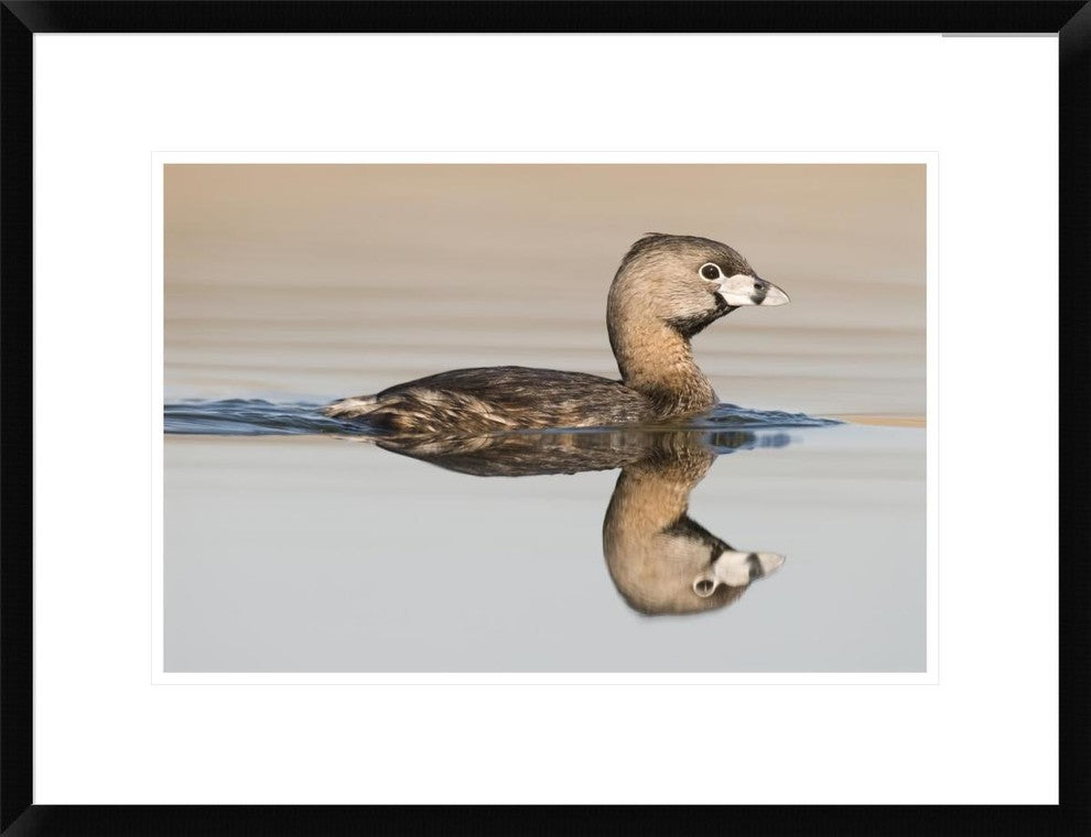 Pied-Billed Grebe Swimming, Island Lake Recreation Area, Michigan, 24"x18"