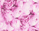 Floral Textured Wallpaper, Peony Flowers, 373981, Pink, 1 Roll