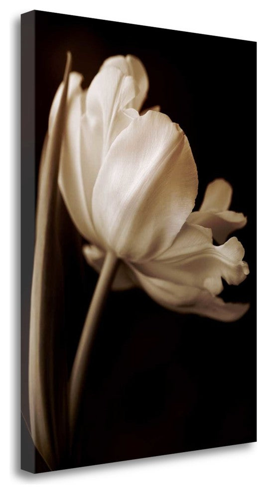 "Champagne Tulip I" By Charles Britt, Giclee Print on Gallery Wrap Canvas