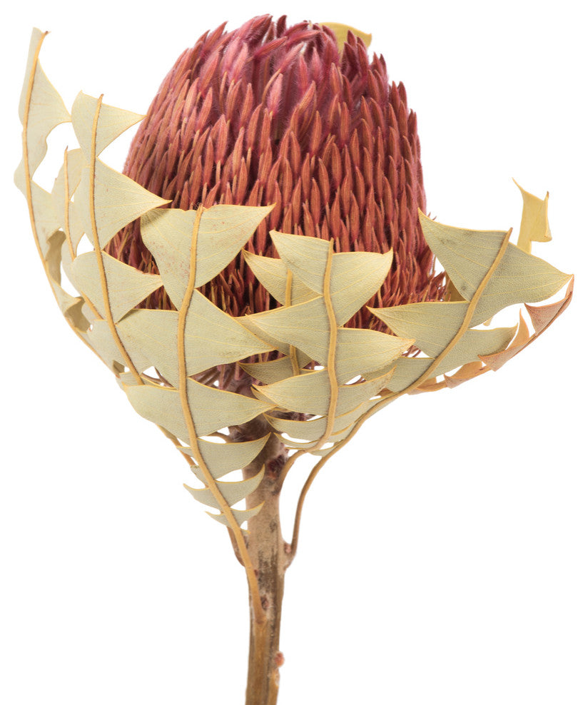 Vickerman 12" Natural Baxteri, Banksia Flower With Stem, Dried