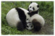 "Three young pandas playing, Wolong Nature Reserve, China" Paper Art, 50"x34"