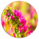Beautiful Pink Bougainvillea Flowers, Floral Disc Metal Wall Art, 23"