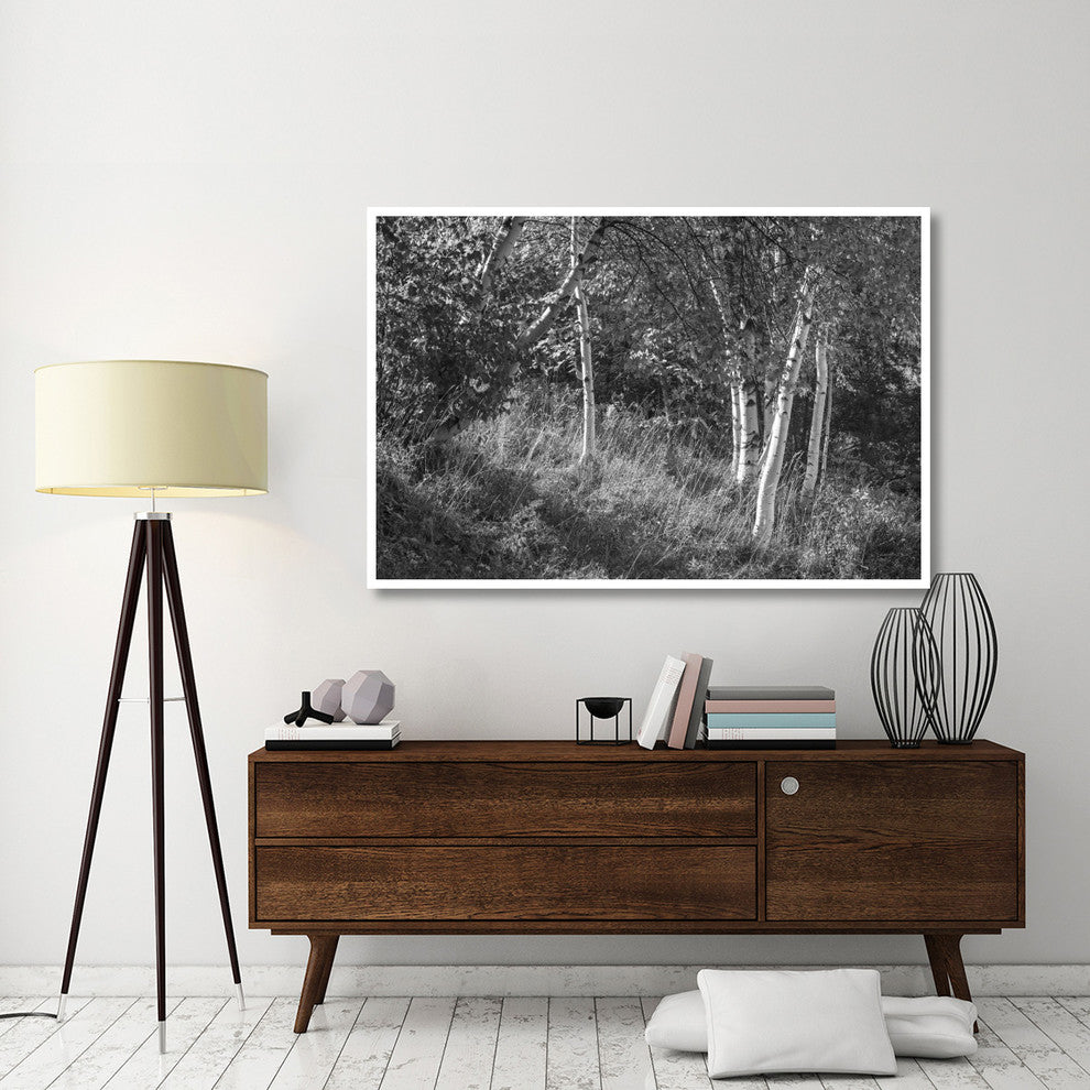 "Sunlit Birches II" Digital Paper Print by Sue Schlabach, 62"x42"