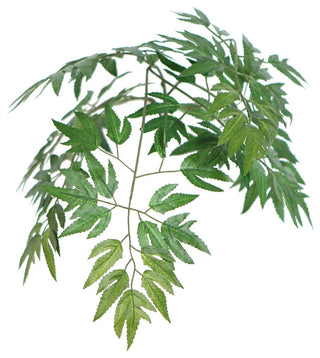 Close-up of the foliage on white background; cropped view highlighting leaf detail.