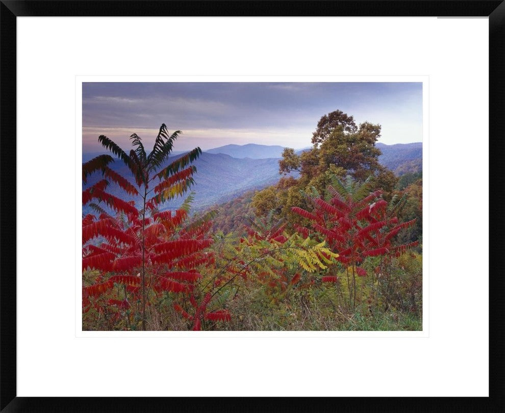 Staghorn Sumac In Autumn, Blue Ridge Mountain Range, Virginia, 22"x18"