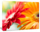 Red and Yellow Daisy Flower, Floral Canvas Art Print, 20"x12"
