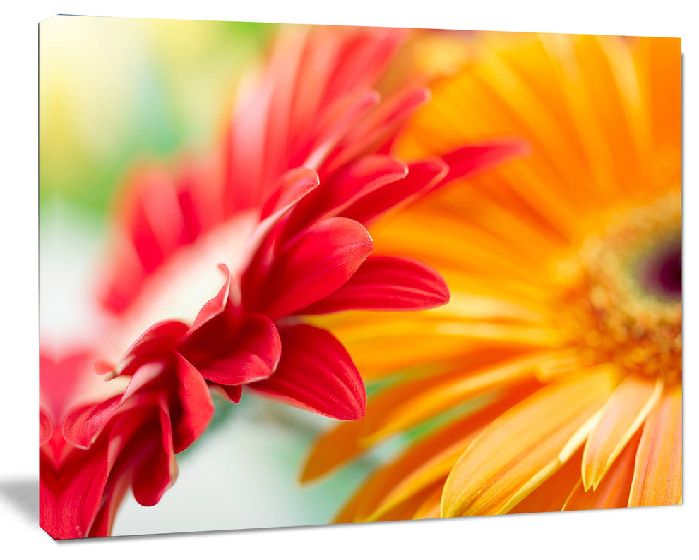 Red and Yellow Daisy Flower, Floral Canvas Art Print, 20"x12"