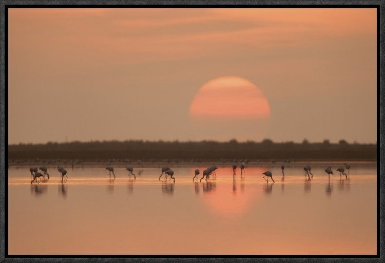"Flamingos At Sunrise" Framed Canvas Giclee by Joan Gil Raga, 19x13"