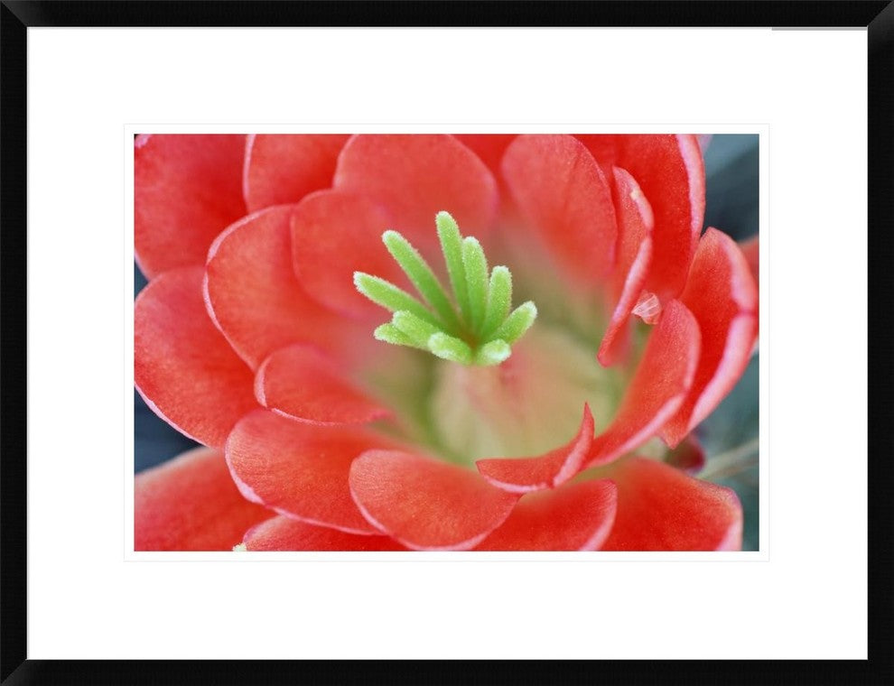 "Claret Cup Cactus flower, Arizona" Framed Print by Tim Fitzharris, 26"x20"